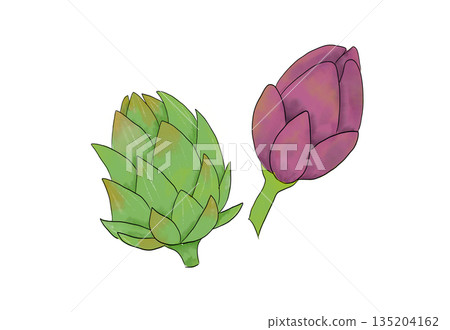 Watercolor illustration of artichoke Watercolor illustration of artichoke 135204162