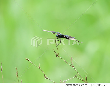 Biwako Cultural Park Butterfly Dragonfly Biwako Cultural Park Butterfly Dragonfly 135204176