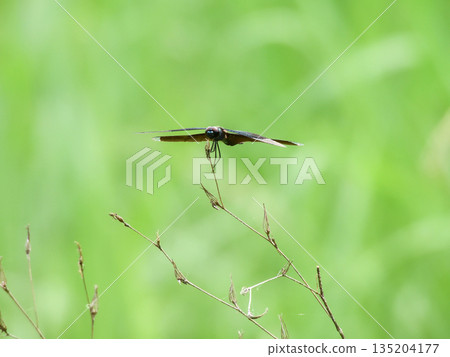 琵琶湖文化公園蝴蝶蜻蜓 琵琶湖文化公園蝴蝶蜻蜓 135204177