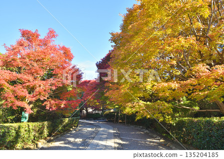 Autumn leaves of Ryoanji Autumn leaves of Ryoanji 135204185
