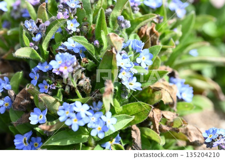 藍色的花 135204210