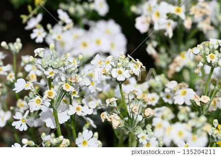 白花 白花 135204211