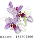Watercolor illustration of a blooming Phalaenopsis orchid (transparent PNG) 135204366