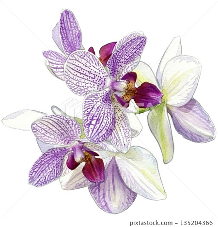 盛開的蝴蝶蘭水彩插圖（透明PNG格式） 135204366