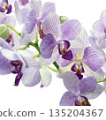 Watercolor illustration of a blooming Phalaenopsis orchid (transparent PNG) 135204367