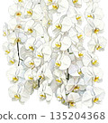 Watercolor illustration of a blooming Phalaenopsis orchid (transparent PNG) 135204368