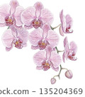 Watercolor illustration of a blooming Phalaenopsis orchid (transparent PNG) 135204369