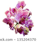 Watercolor illustration of a blooming Phalaenopsis orchid (transparent PNG) 135204370