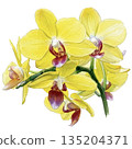 Watercolor illustration of a blooming Phalaenopsis orchid (transparent PNG) 135204371