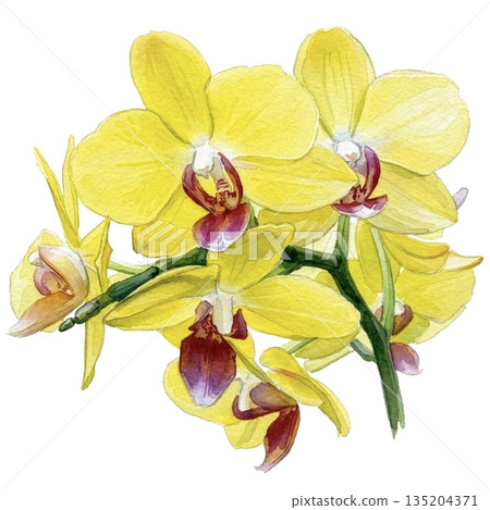 盛開的蝴蝶蘭水彩插圖（透明PNG格式） 135204371