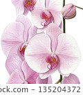 Watercolor illustration of a blooming Phalaenopsis orchid (transparent PNG) 135204372