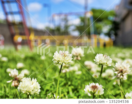 White clipper in the park 135204536