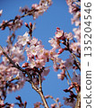 plum	 135204546
