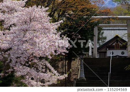 北海道岩內町岩內神社參道櫻花盛開【5月】 135204569