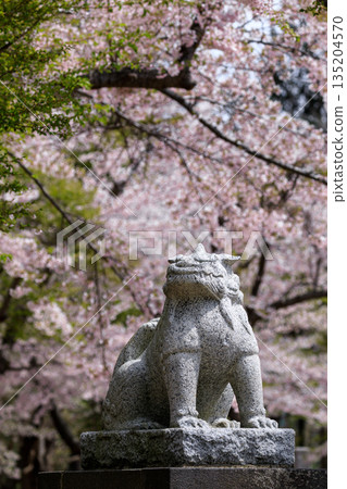 北海道岩內町岩內神社的小犬和櫻花 [5 月] 135204570