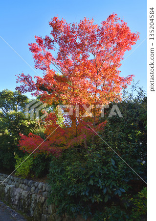 Autumn leaves and entrance of Ryoanji 135204584