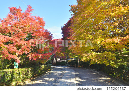 Autumn leaves on the approach to Ryoanji Temple 135204587