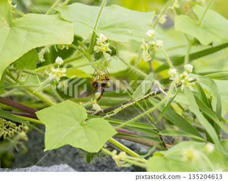 傘花與日本黃蜂 135204613