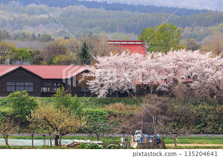 北海道協和町卡卡西故裡館（舊霍羅尼小學）的櫻花樹 [5 月] 135204641