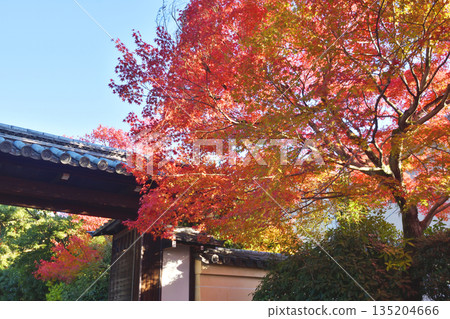 Autumn leaves on the approach to Ryoanji Temple 135204666