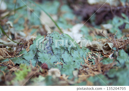 Conocephalic moss / A moss with a snake-scale pattern and visible air chamber pores / Ogose Town, Saitama Prefecture, January Conocephalic moss / A moss with a snake-scale pattern and visible air chamber pores / Ogose Town, Saitama Prefecture, January 135204705