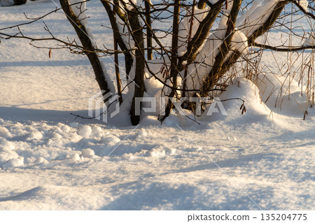Snowy Winter Scene With Leafless Tree Clusters Surrounded By Soft Snow Snowy Winter Scene With Leafless Tree Clusters Surrounded By Soft Snow 135204775