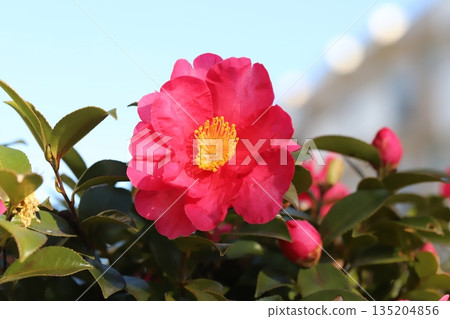 冬季花園裡盛開的紅色山茶花和花苞 冬季花園裡盛開的紅色山茶花和花苞 135204856