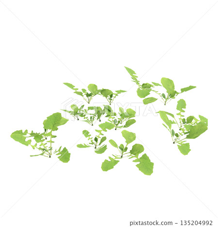 Lapsanastrum apogonoides bush plants 3d illustration on transparent background Lapsanastrum apogonoides bush plants 3d illustration on transparent background 135204992