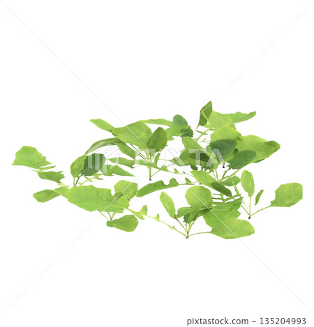 Lapsanastrum apogonoides bush plants 3d illustration on transparent background 135204993