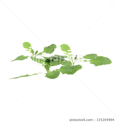Lapsanastrum apogonoides bush plants 3d illustration on transparent background Lapsanastrum apogonoides bush plants 3d illustration on transparent background 135204994