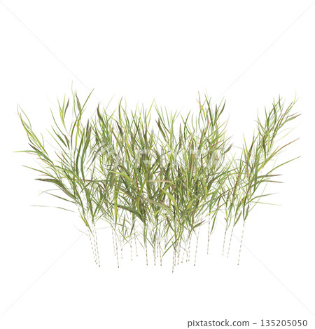 Pogonatherum crinitum bush plants 3d illustration on transparent background 135205050