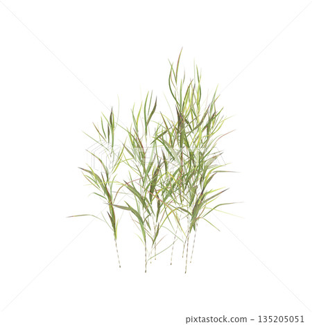 Pogonatherum crinitum bush plants 3d illustration on transparent background Pogonatherum crinitum bush plants 3d illustration on transparent background 135205051