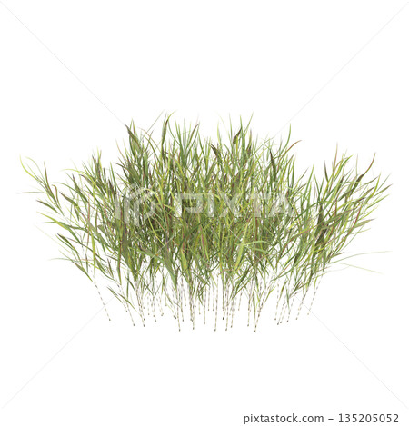 Pogonatherum crinitum bush plants 3d illustration on transparent background 135205052