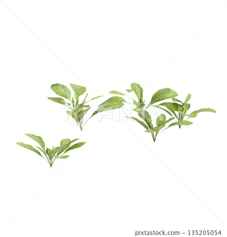 Plantago asiatica bush plants 3d illustration on transparent background Plantago asiatica bush plants 3d illustration on transparent background 135205054