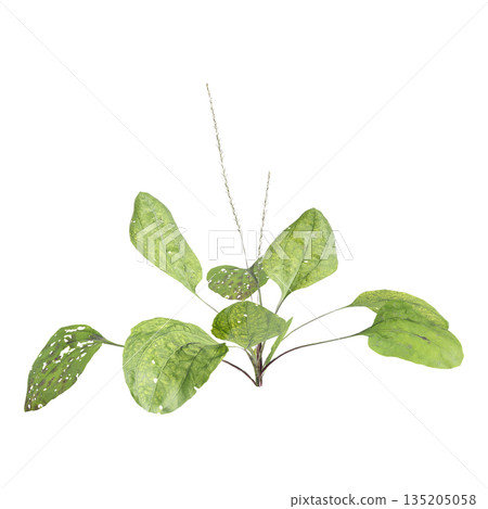 Plantago asiatica bush plants 3d illustration on transparent background 135205058