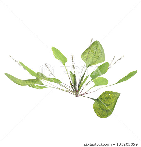 Plantago asiatica bush plants 3d illustration on transparent background Plantago asiatica bush plants 3d illustration on transparent background 135205059