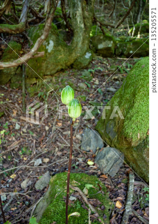 Fruit of Uba Lily 135205571