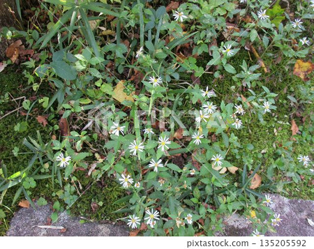 路邊盛開的野生菊花 路邊盛開的野生菊花 135205592