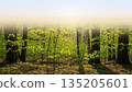 Sunny spring forest with fresh green leaves and fog. Peaceful nature landscape for greeting card and banner design. Outdoor scenery with copy space. 135205601