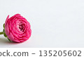 Close up of a single pink buttercup flower head on a white table. Spring bloom and floral concept on white background with copy space. 135205602