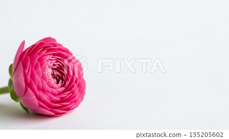 Close up of a single pink buttercup flower head on a white table. Spring bloom and floral concept on white background with copy space. Close up of a single pink buttercup flower head on a white table. Spring bloom and floral concept on white background with copy space. 135205602