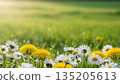 Field of dandelion and daisy flowers with water drops on grass. Spring meadow background for nature, environment. Summer season backdrop with bloom. 135205613
