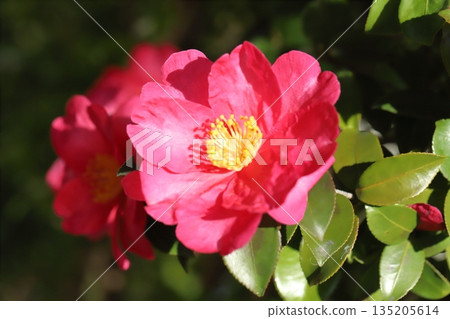 Red camellia flowers blooming in the winter garden Red camellia flowers blooming in the winter garden 135205614