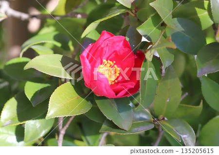 Red camellia flowers blooming in the winter garden Red camellia flowers blooming in the winter garden 135205615