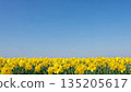 Field of vibrant yellow daffodil flower under clear blue sky, symbolizing spring and growth. Spring flower for Easter and greeting card. 135205617