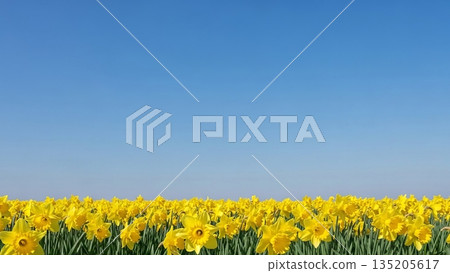 Field of vibrant yellow daffodil flower under clear blue sky, symbolizing spring and growth. Spring flower for Easter and greeting card. 135205617