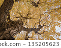 The yellow leafy ginkgo tree 135205623