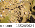 Leaves of ginkgo biloba colored yellow 135205624