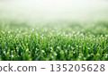 Green grass with dew drop in morning sunlight. Fresh nature background for springtime and seasonal greeting card. 135205628