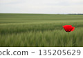 Red poppy flower in a green wheat field with hazy horizon. Vivid bloom stands out in rural landscape for nature and spring themes. 135205629
